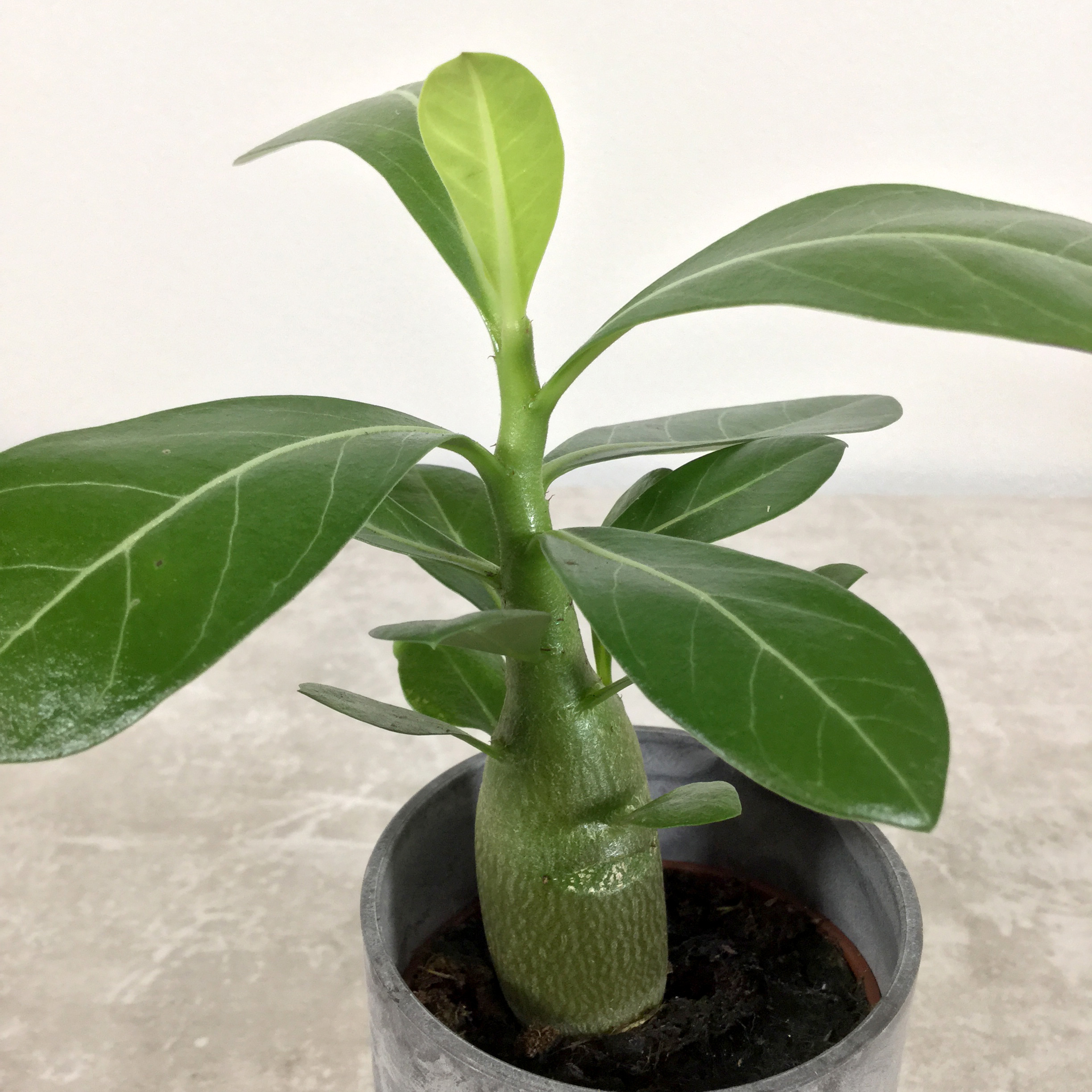 オベスム アデニウム