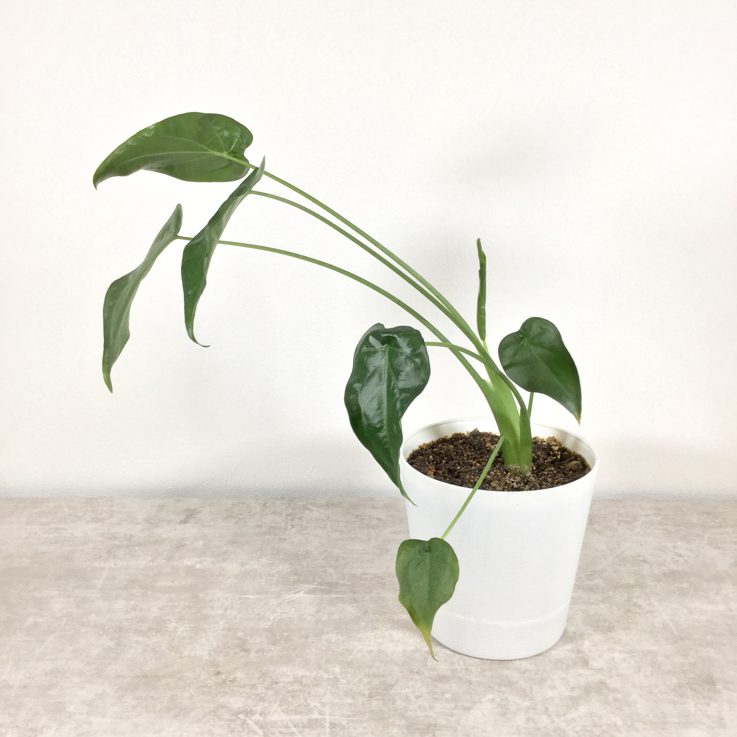 クワズイモ（根茎なし）