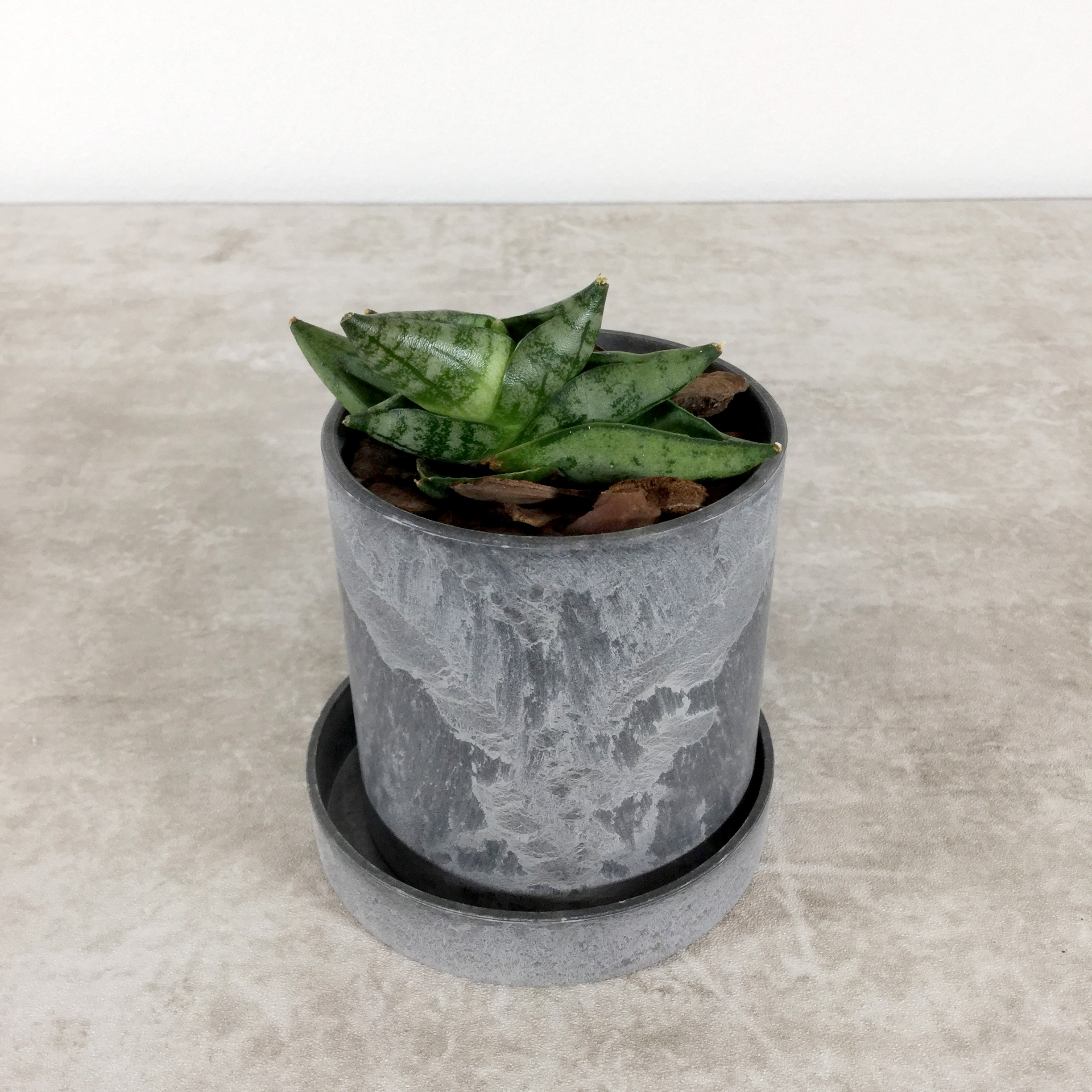 ボンセレンシス スーパードワーフ｜サンセベリア